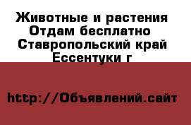 Животные и растения Отдам бесплатно. Ставропольский край,Ессентуки г.